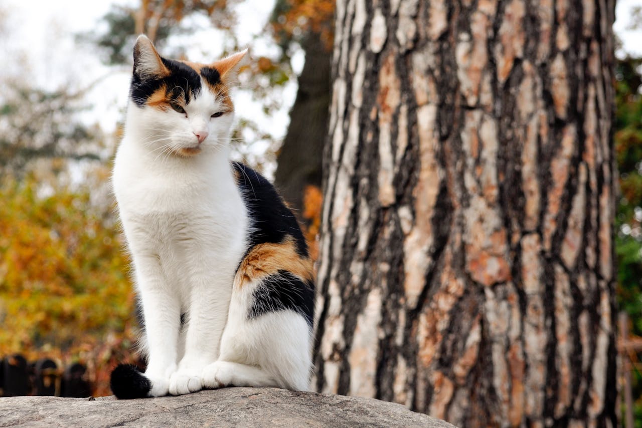 team-02 A calico cat sitting on a rock in a beautiful autumn forest setting.